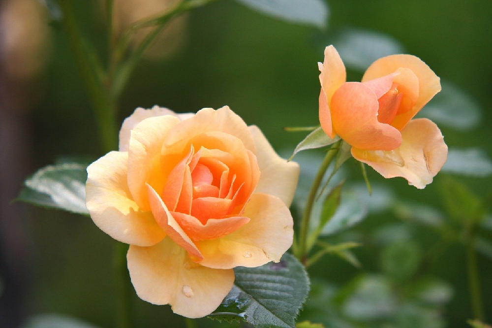 Dlaczego warto kupować róże w szkółkach roślin?